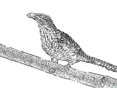 杜鹃 可打印的彩页